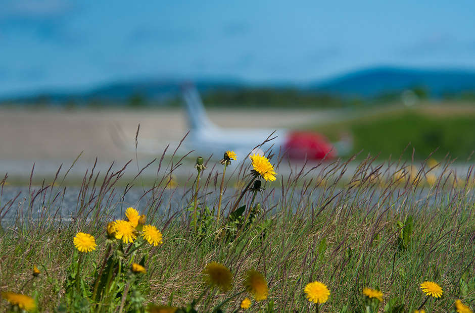 Norwegian fly set gennem græs