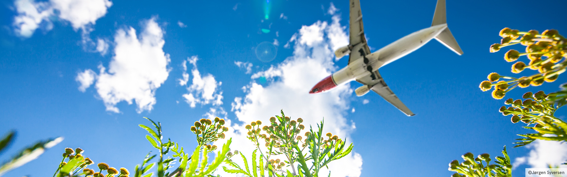 Norwegian fly flyver over grønne blomster