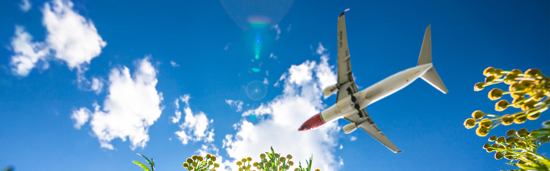 Norwegian fly flyver over grønne blomster